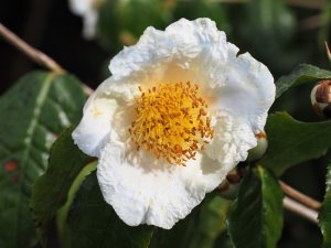 Camellia trichocarpa