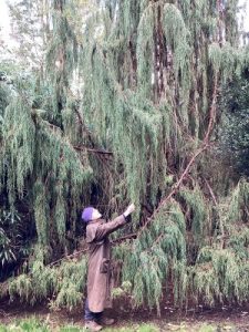 Tom Hudson inspects Juniperus recurva var. coxii