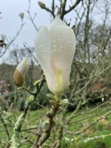 Magnolia ‘Pickard’s Snow Queen’