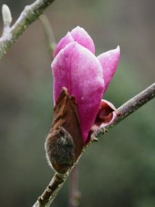 Magnolia ‘Ledvina’