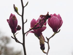 Magnolia ‘Theodora’