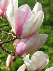 Magnolia ‘Avocet’ (M. x veitchii ‘Isla’ x M. x soulangeana)