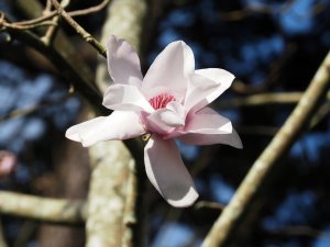 Magnolia campbellii var. mollicomata ‘Burncoose Tennis Court’