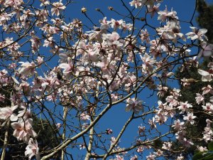 Magnolia campbellii var. mollicomata ‘Burncoose Tennis Court’