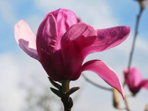 Magnolia ‘Darkest Purple’ x M. campbellii ‘Betty Jessel’