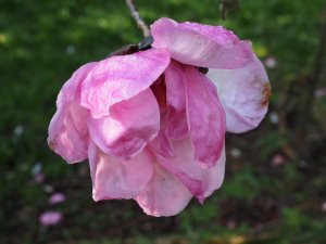 Magnolia sprengeri var. diva