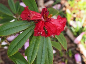 Rhododendron monosematum (AC 5978)