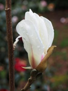 Magnolia Cylindrica ‘Hohman’