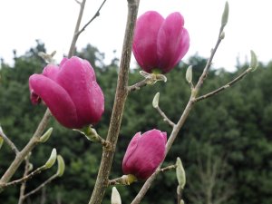 Magnolia ‘Black Tulip’ x M. campbellii ‘Darjeeling’