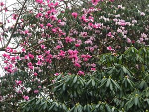 Magnolia ‘Kew’s Surprise’