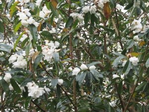 Magnolia (Michelia) doltsopa ‘White Phantom’