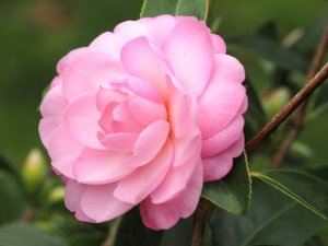 Camellia ‘Mimosa Jury’