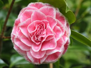 Camellia ‘Tom Pouce’