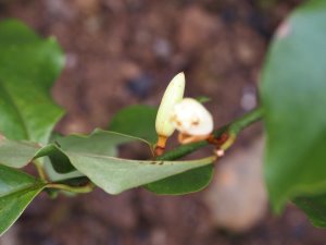 Magnolia laevifolia x M. champaca x (M. laevifolia x M. maudiae)