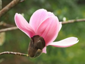 Magnolia sprengeri var. sprengeri (84329)