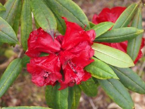 Rhododendron strigillosum