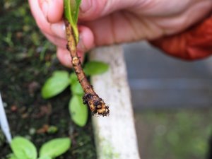 Camellia cuttings callous up in peat free compost