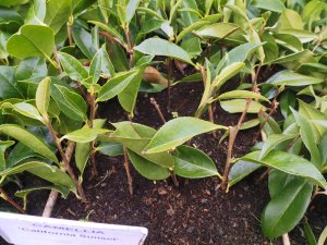 Camellia cuttings callous up in peat free compost