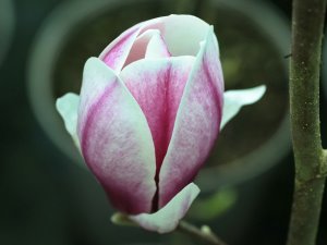 Magnolia denudata ‘Purpurascens’