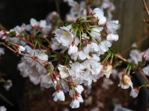Prunus nipponica var. kurilensis ‘Brilliant’