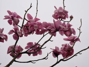 Magnolia campbellii ‘Princess Margaret’