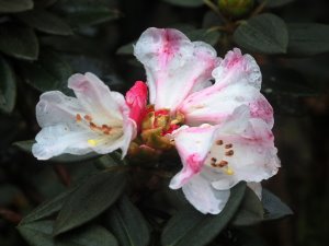 Rhododendron pseudochrysanthum