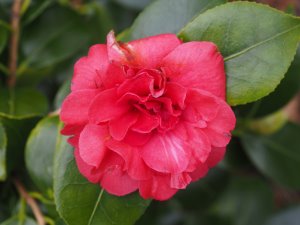 Camellia ‘Spring Fling’