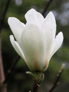 Magnolia ‘Elisa Odenwald’