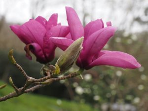 Magnolia ‘Livingstone’