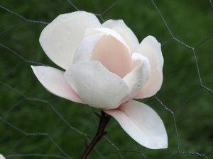 Magnolia ‘Sulphur Cockatoo’