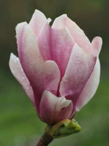 Magnolia x soulangeana ‘Fukuju’