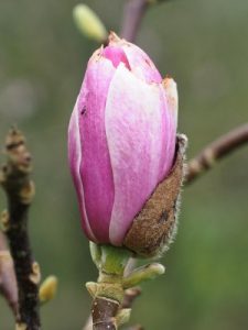 Magnolia x soulangeana ‘Fukuju’