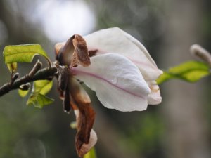 Magnolia salicifolia ‘Rosea’