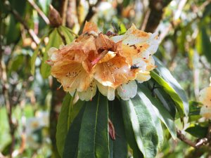 Typical rain damage on rhododendron flowers