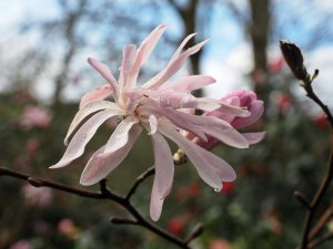 Magnolia stellata ‘Jane Platt’