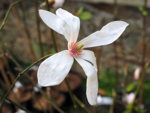 Magnolia ‘Slavin’s 44’