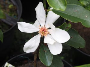 Michelia laevifolia x Michelia maudiae ‘Eternal Spring’
