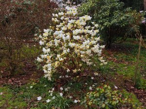 Rhododendron johnstoneanum