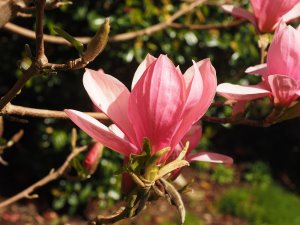 Magnolia ‘Blushing Belle’