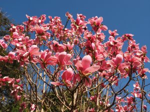 Magnolia ‘Blushing Belle’