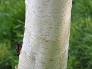 Betula ermanii ‘Grayswood Hill'