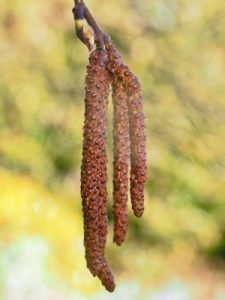Betula ermanii ‘Grayswood Hill'