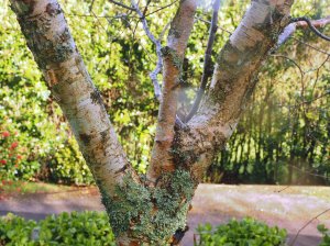 Betula pendula subsp. szechuanica ‘Liuba White’
