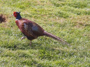 cock pheasant