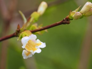 Dipelta floribunda