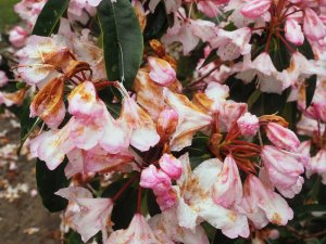 Rhododendrons smashed to bits