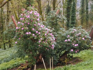 hard trimmed rhododendrons