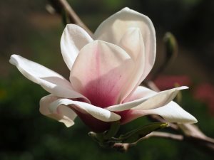 Magnolia ‘Helena’