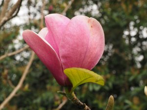 Magnolia ‘Rose Marie’ x M. ‘Black Tulip’