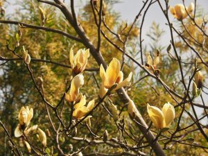 Magnolia ‘Yellow Lantern’